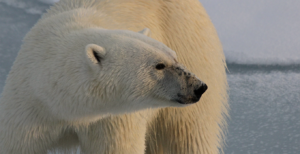 WWF - Polar Bear Tracker