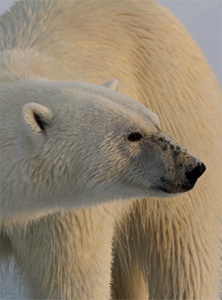 WWF - Polar Bear Tracker